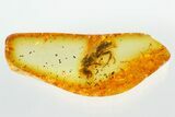 Detailed Fossil Digger Wasp (Crabronidae) In Baltic Amber #296860-1